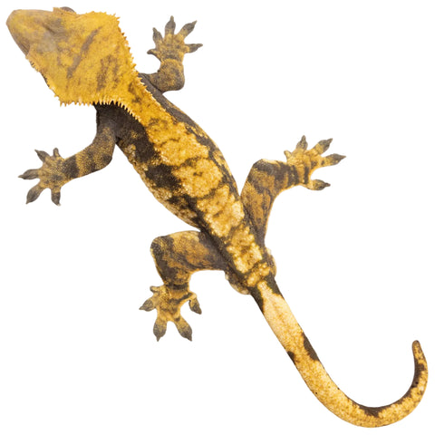 Juvenile Crested Gecko