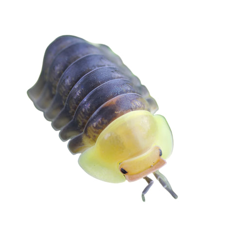 Isopods