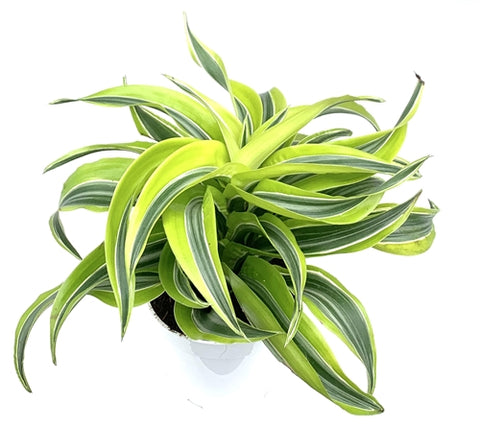 Dracaena - Assorted