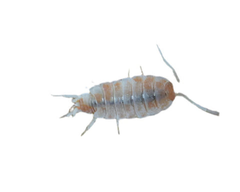 Isopods