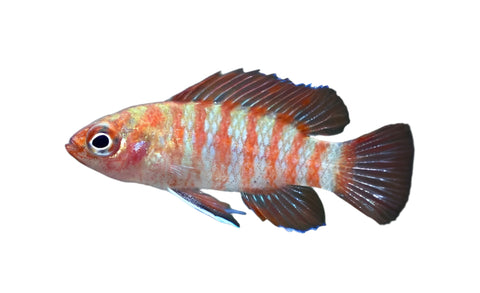 Scarlet Badis