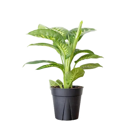 Assorted Dieffenbachia (Dumb Cane)