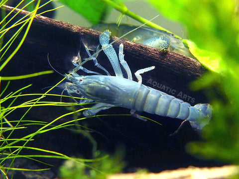 Vampire shrimp