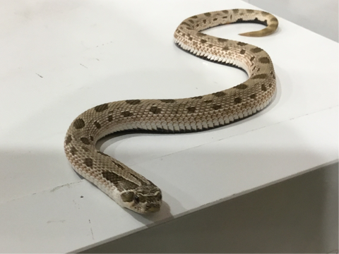 Western Hognose