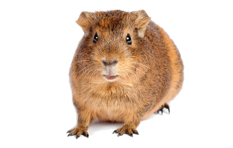Representative frozen guinea pig feeder