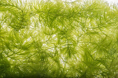 Hornwort (Local)