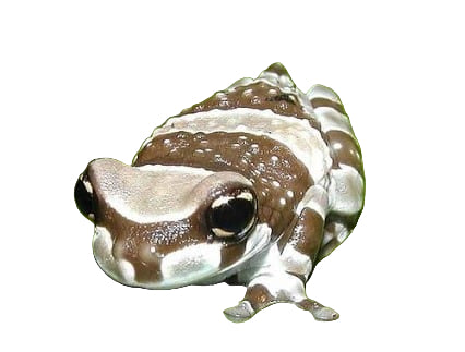 Amazon Milk Frog