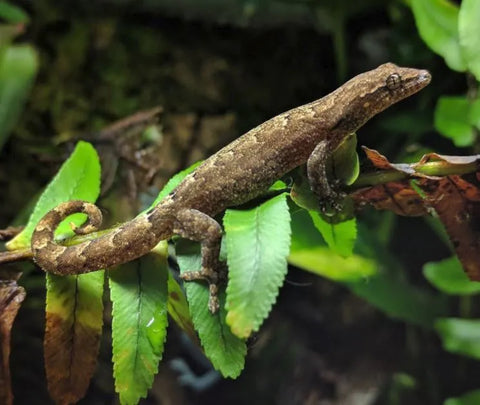 Mourning Gecko sub adult