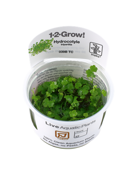 Hydrocotyle tripartita (1-2-Grow!)