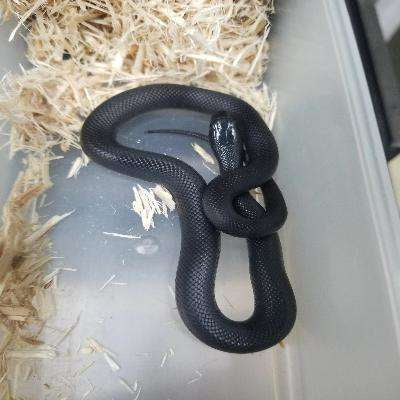 Mexican Black Kingsnake