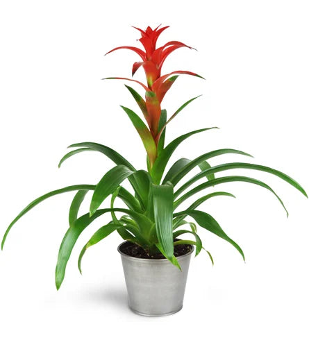 Bromeliad - Assorted