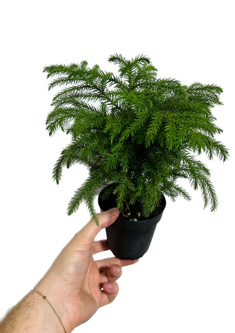 Norfolk Pine