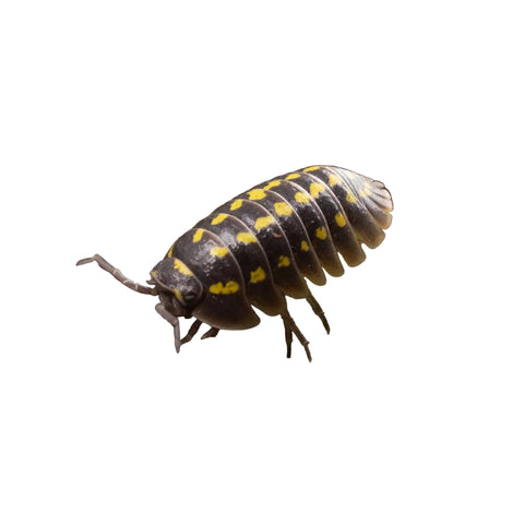 Isopods
