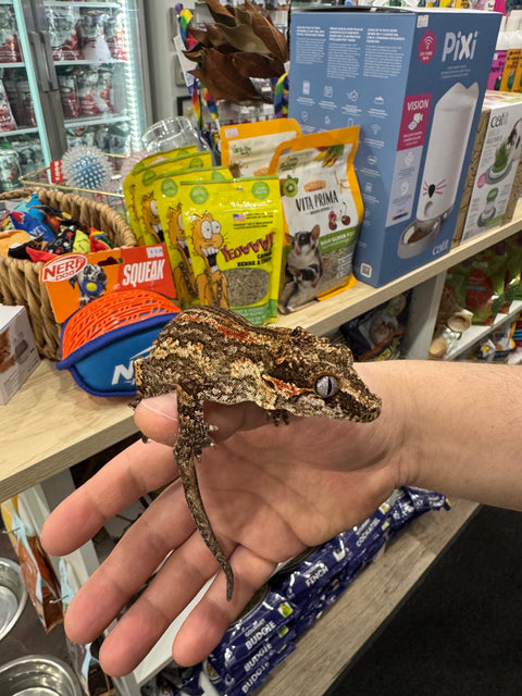 Gargoyle Gecko - Adult