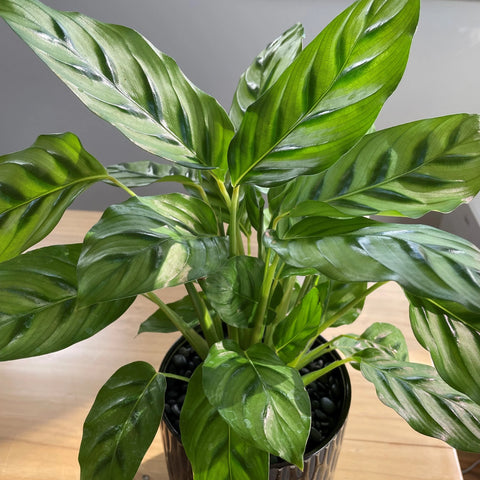 Calathea Misto (Goeppertia louisae)