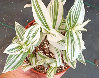 Tradescantia Plant 3.5” Pot