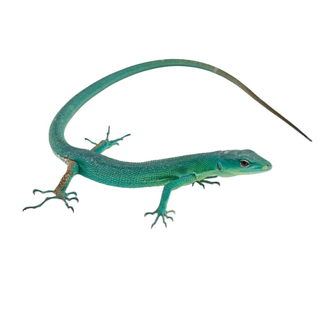 CBB Green keel bellied lizards (juveniles)