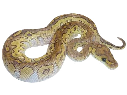 Ball Python