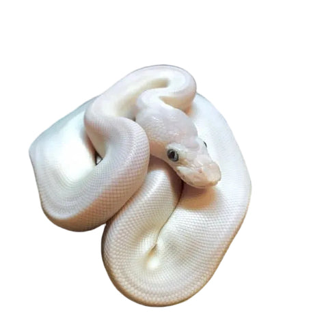Ball Python