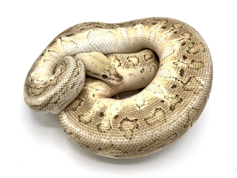 Ball Python
