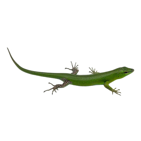 Emerald Tree Skink (juvenile)