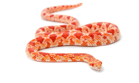 Adult Albino Corn Snake