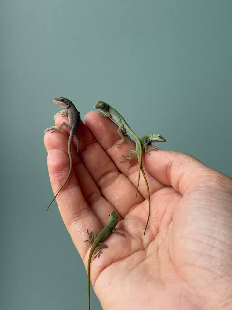 Baby Green Anole