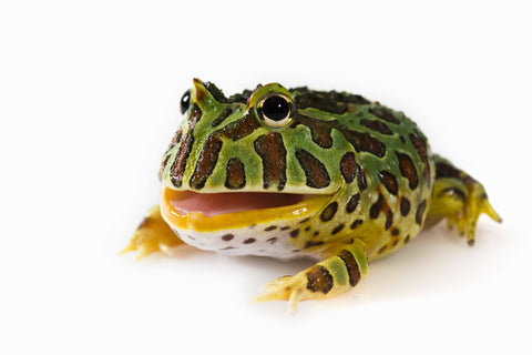 Sub Adult Pac-Man Frog