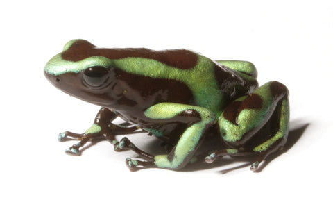 Dendrobates Auratus- Poison Dart Frog - Juvenile