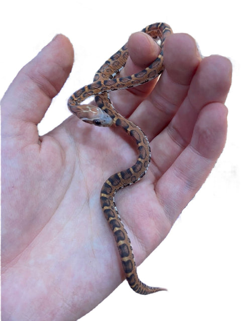 Juvenile Corn Snake