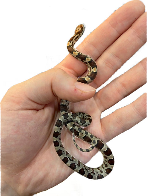 Juvenile Corn Snake