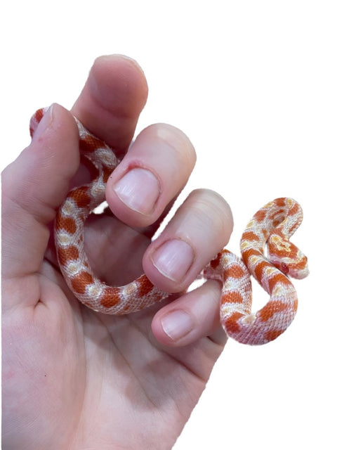 Juvenile Corn Snake