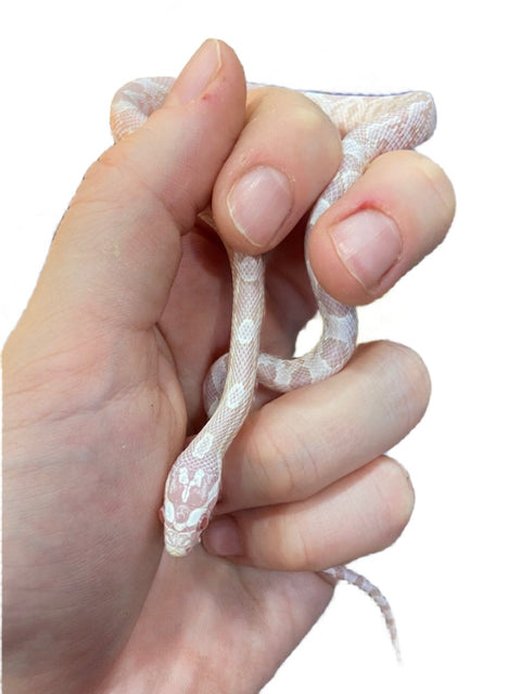 Juvenile Corn Snake