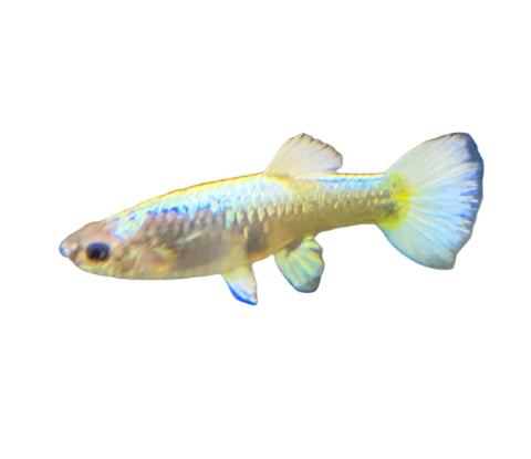 Guppy - Female