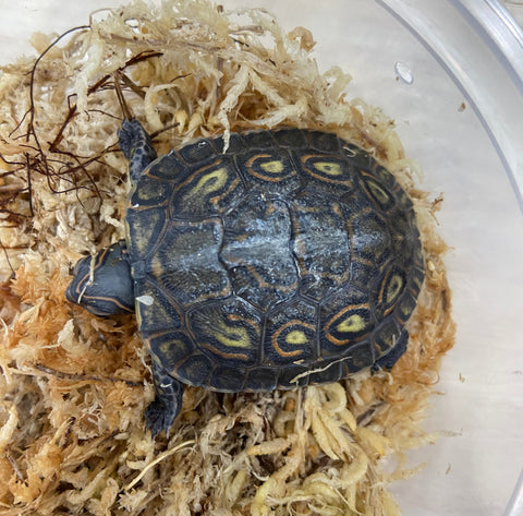 Ornate Wood Turtle - Baby