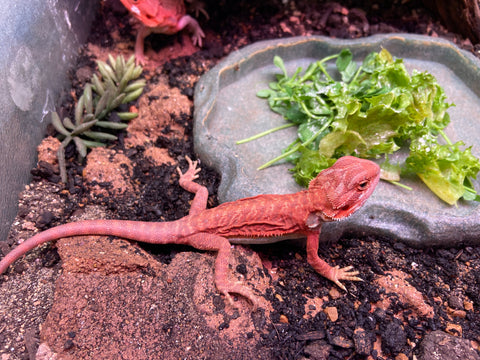 Bearded Dragon - Hypo Leatherback Translucent Red Monster (Juvenile)