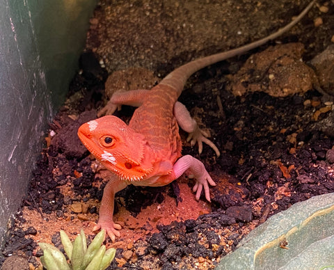 Bearded Dragon - Hypo Leatherback Translucent Red Monster (Juvenile)