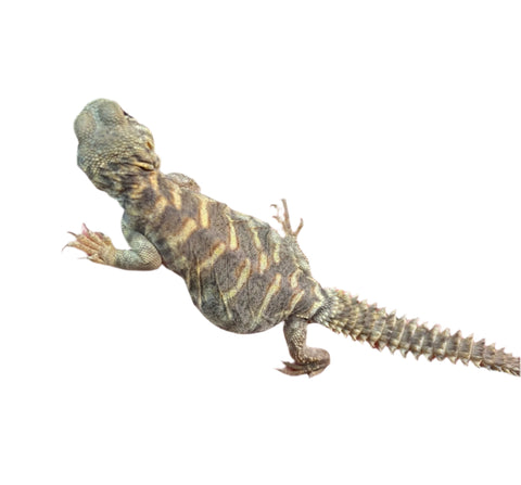 Ornate Uromastyx - Juvenile