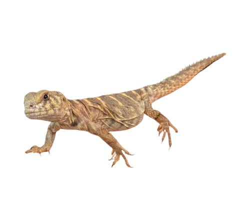 Ornate Uromastyx - Juvenile