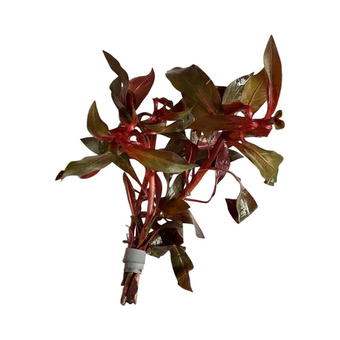 Ludwigia glandulosa (Local)