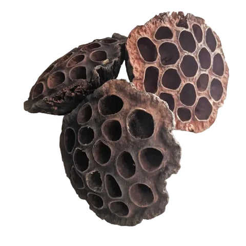 Lotus Pod - 4 Pack