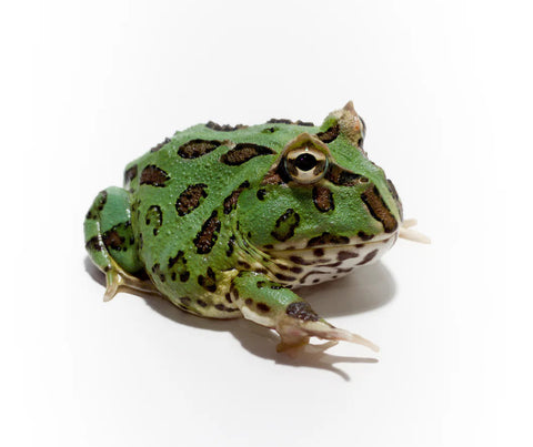 Juvenile Pac-Man Frog