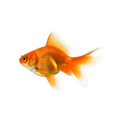 Assorted Fantail Goldfish - Small