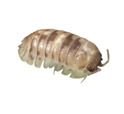 Isopods