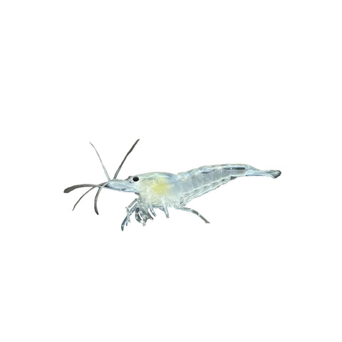 Neocaridina Dwarf Shrimp