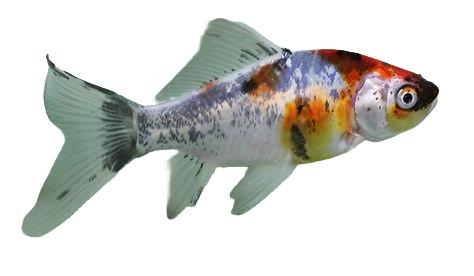 Shubunkin goldfish