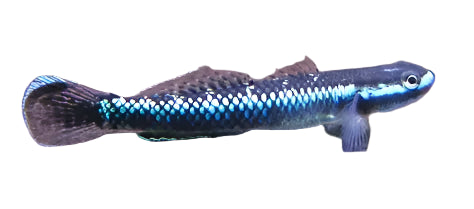 Neon Blue Goby