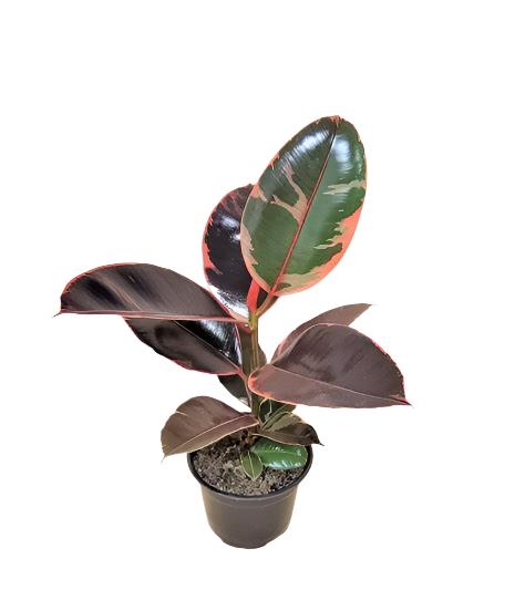 Ficus "Ruby" - 3.5" Pot