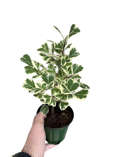 Assorted Ficus Triangularis - 3.5" Pot