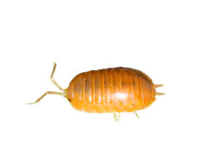 Isopods